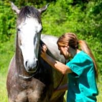 Equine Assisted Psychotherapist