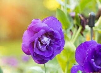 lovely purple flowers