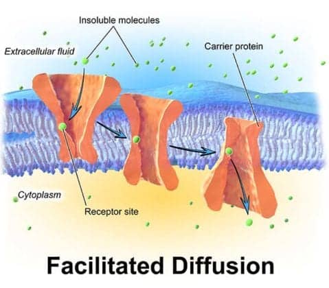 What Is Facilitated Diffusion? | Definition, Importance & Examples