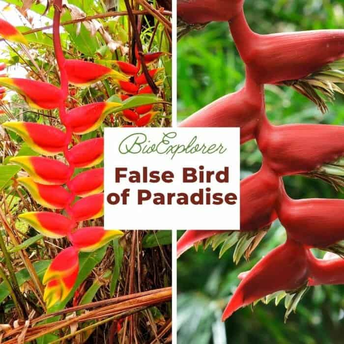 heliconia flower adaptations
