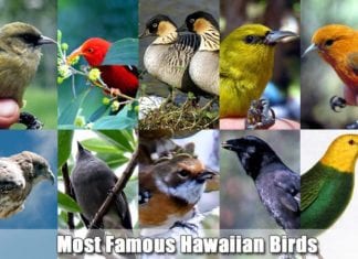 Famous Hawaiian Birds