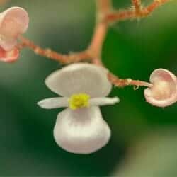 Figworts flower (Scrophulariaceae)