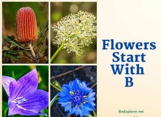 Flowers Start with B