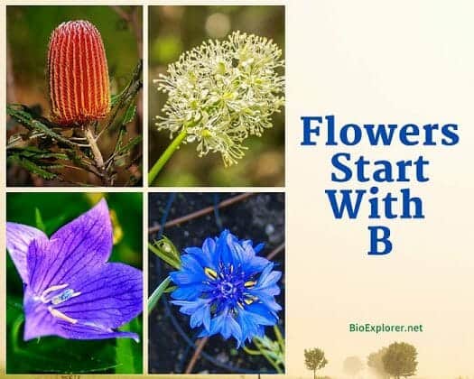 Flowers Starting With B | B Flowers | Flower Names Begin With B