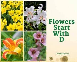 Flowers Starting with D | D Flowers | Flower Names Begin with D