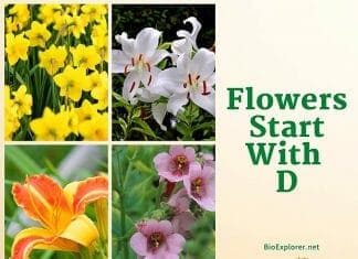 Flowers Start with D