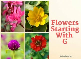 Flowers Starting with G