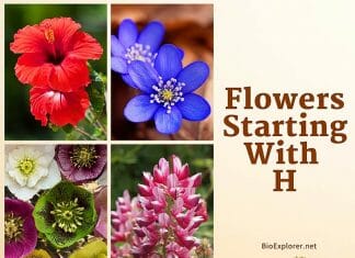 Flowers Starting with H