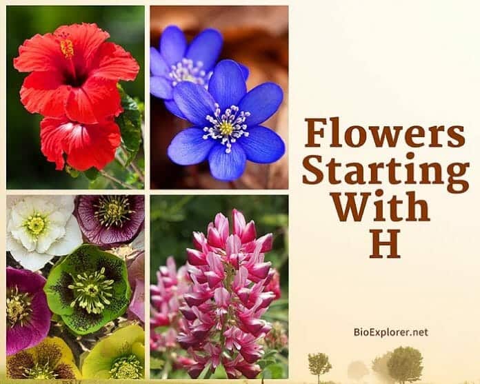 Flowers Starting with H H Flowers Flower Names Begin with H