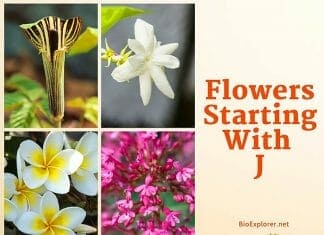 Flowers Starting with J