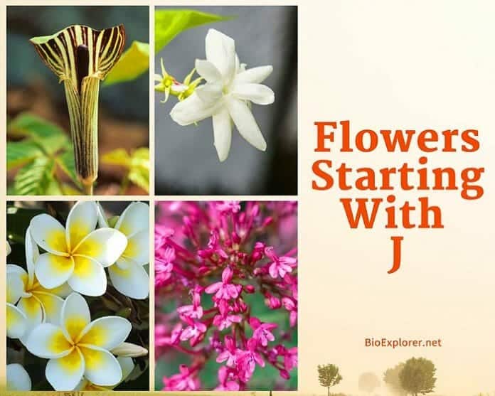 Flowers Starting with J | J Flowers | Flower Names Begin with J