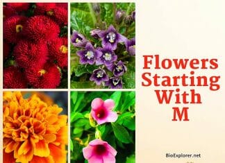 Flowers Starting with M