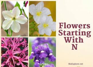 Flowers Starting with N