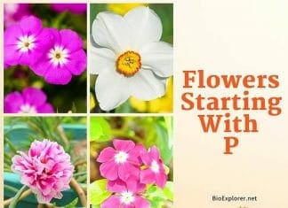 Flowers Starting with P