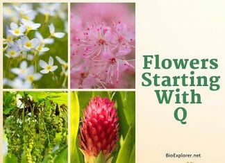 Flowers Start with Q