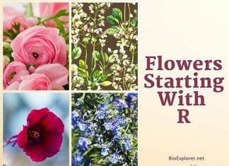 Flowers Start with R