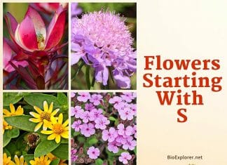 Flowers Start with S