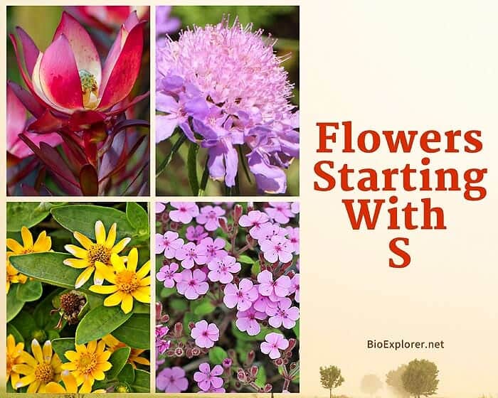Flowers Start with S