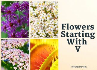 Flowers Start with V