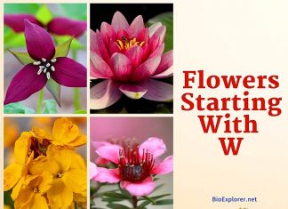 Flowers Start with W