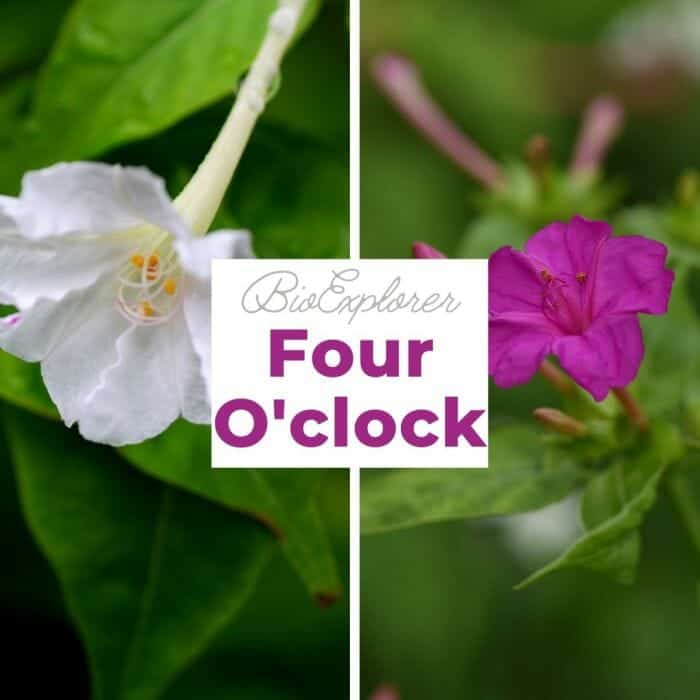 Four O'clock Flower