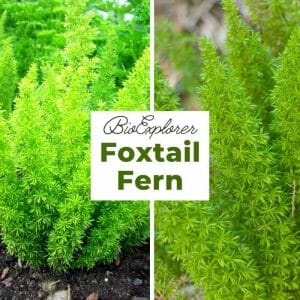 Foxtail Fern Flower | South African Flower | White Flower | BioExplorer