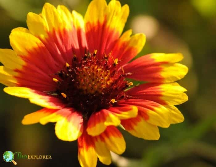 Gaillardia Flower