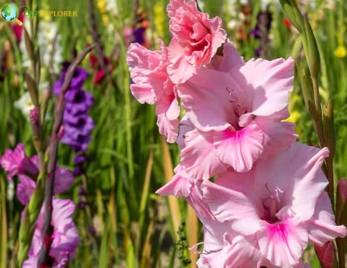 Gladiolus Common Types and Varieties