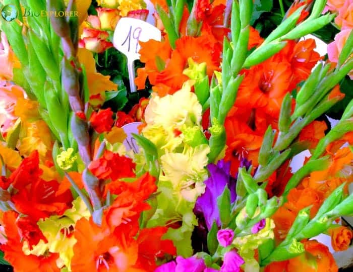 Gladiolus Growin Season Planting Care