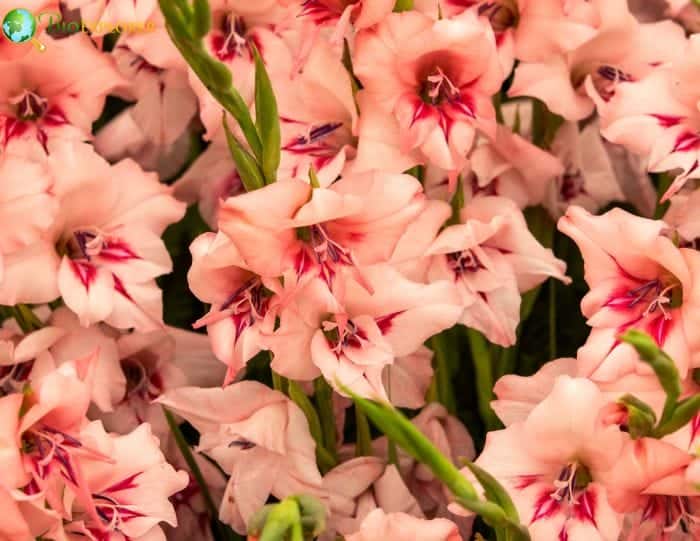 Gladiolus Origins and Cultural Meaning