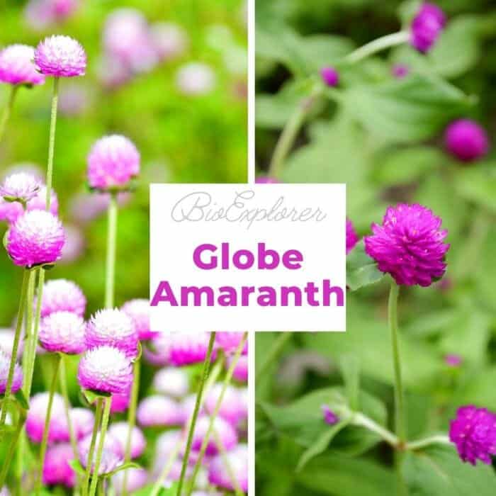 Globe Amaranth