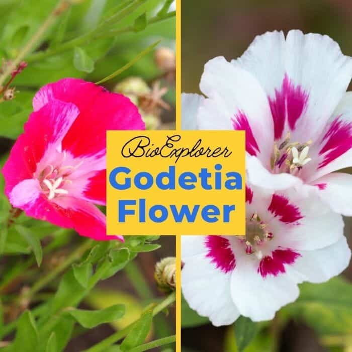 Godetia grandiflora Flowers, Satin Flower