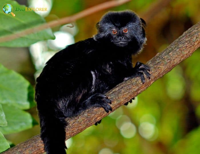 Goeldi's Marmoset (Callimico goeldii) · iNaturalist