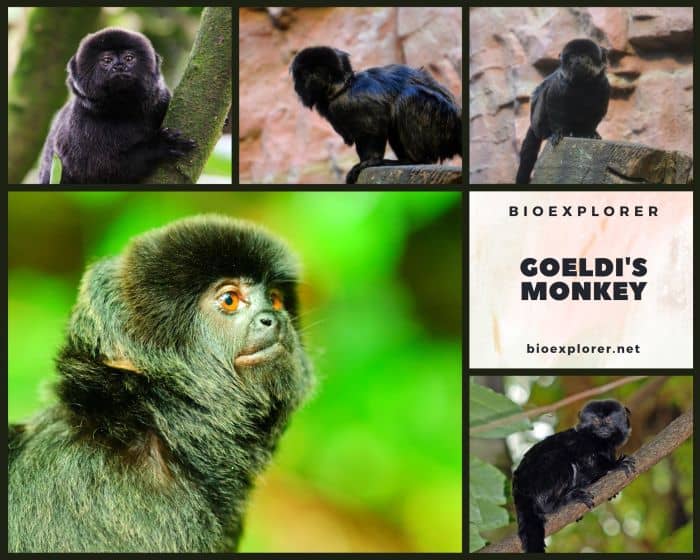 Goeldi's Marmoset (Callimico goeldii) · iNaturalist