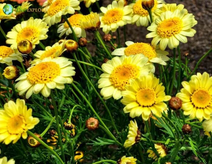 Golden Marguerite Flowers