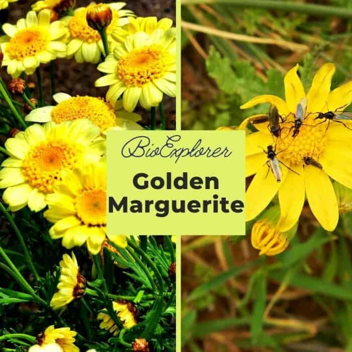 Golden Marguerite