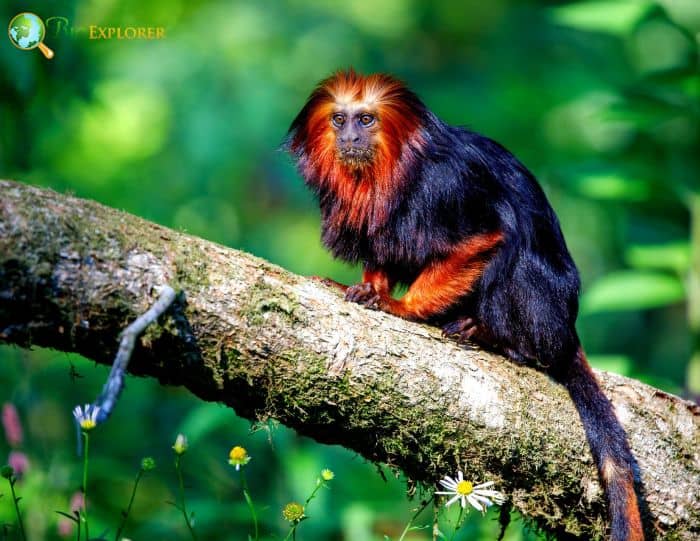 Two Golden Headed Lion Tamarins now live in Broome