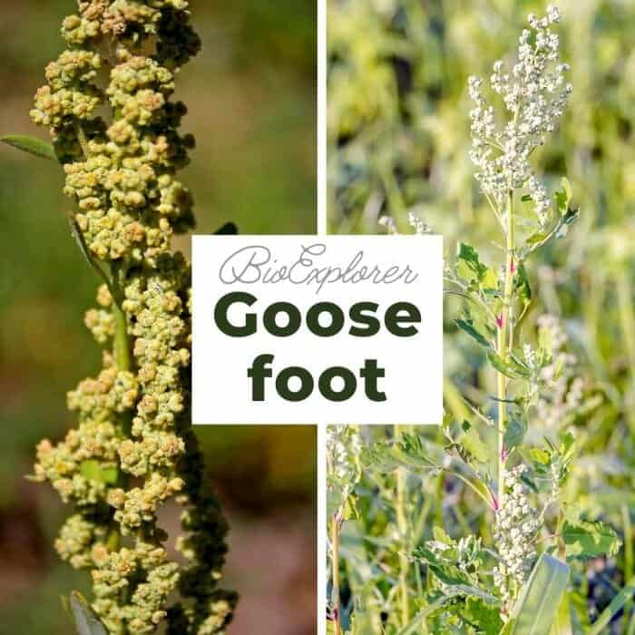 Goosefoot Flowers