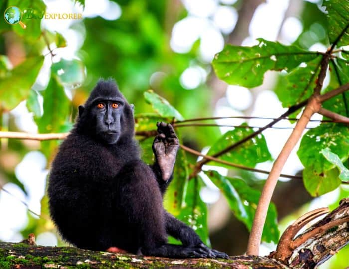 Gorontalo Macaque Characteristics | Macaca Nigrescens Facts | BioExplorer