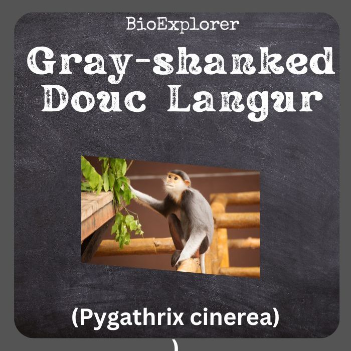 Gray-Shanked Douc Langur
