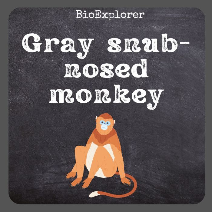 Gray Snub-Nosed Monkey