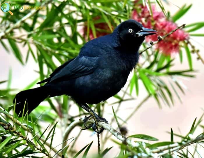 Greater Antillean Grackle Fun Facts