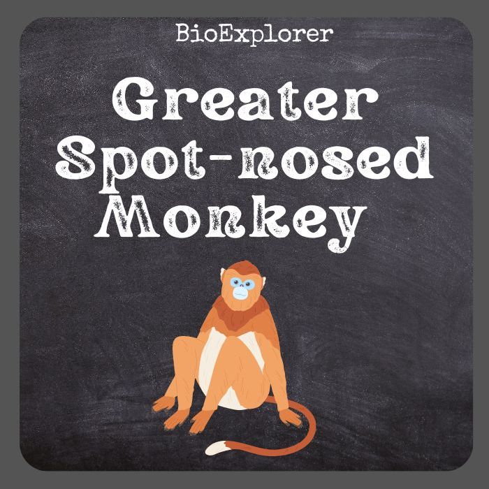 Greater Spot-Nosed Monkey