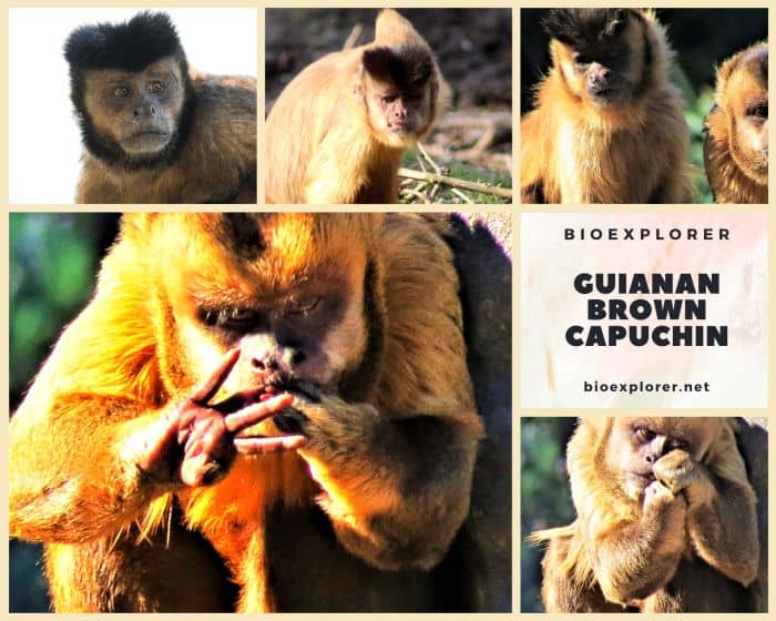Guianan Brown Capuchin