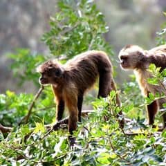Guianan Weeper Capuchin