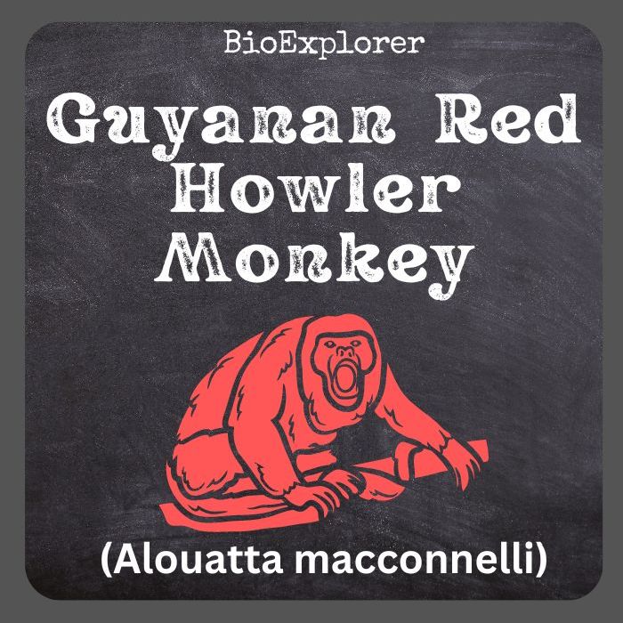 Guyanan Red Howler Monkey