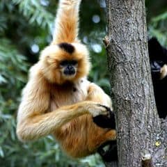 Hainan Crested Gibbon