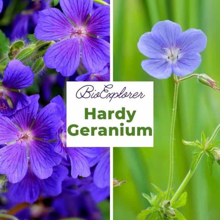 Hardy Geranium Flower