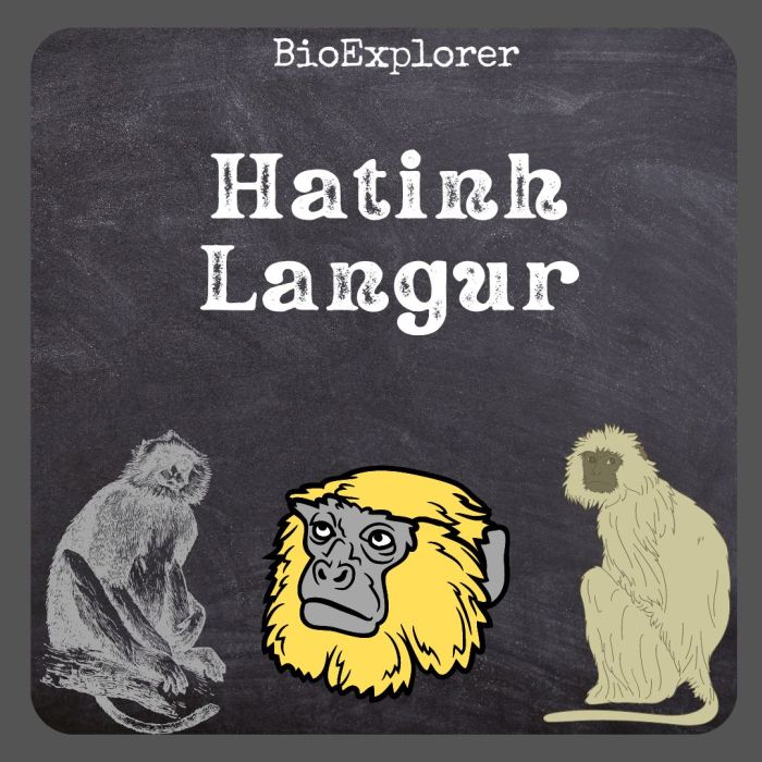 Hatinh Langur