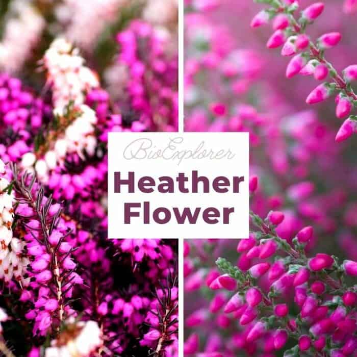 Bouquet of purple scotch heather bush (Calluna vulgaris, erica